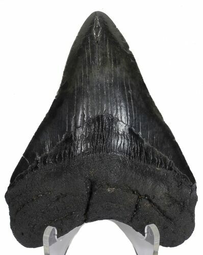 Nice, Fossil Megalodon Tooth #57303